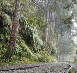 Yilan-Taipingshan National Forest Day Tour – Misty Forest & Logging Heritage | Taiwan Travel, Tour & Journey