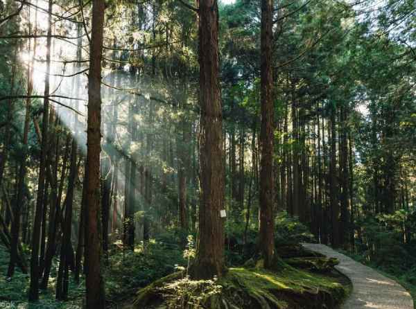 Alishan Cypress Walk