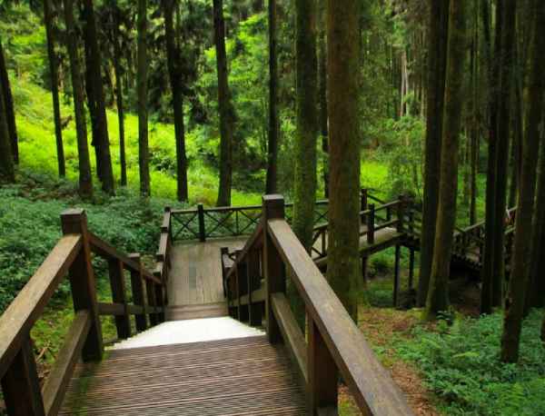 Taiwan mountain path old trees