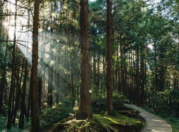 Taiwan mountain path old trees