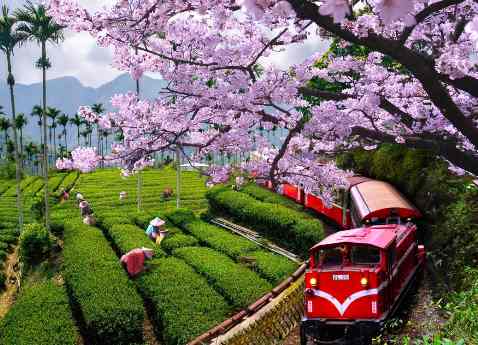 Local Taiwanese village during cherry blossom season