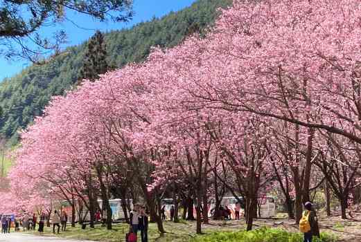 Local Taiwanese village during cherry blossom season