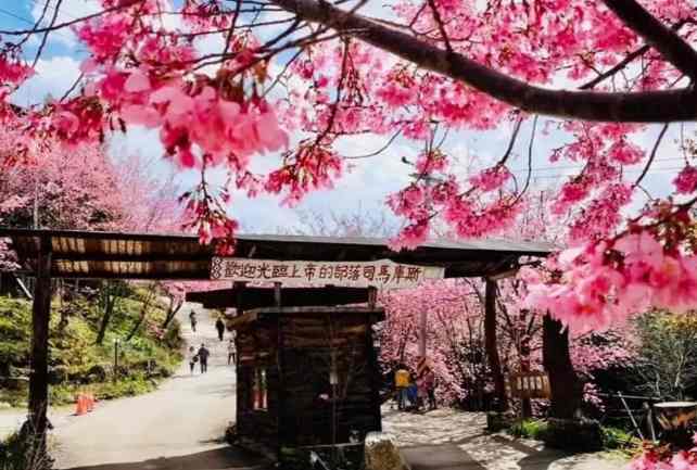 Quiet cherry blossom trail in Taiwan