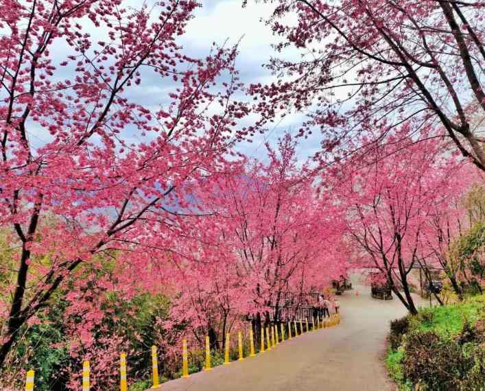 Taiwan cherry blossom village path