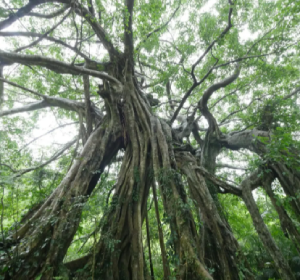 Shaded cypress forest pathway in Jhihben | Taiwan Travel, Tour & Journey