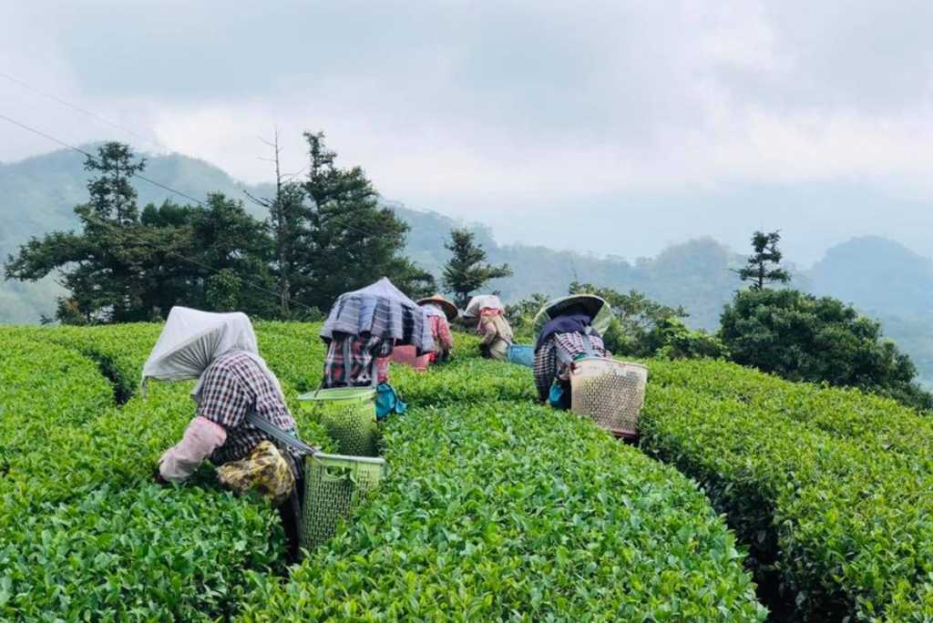 Tea tasting in Alishan