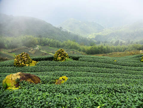 Alishan mountain mist with tea fields