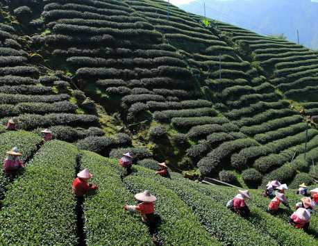 Alishan forest railway passing tea fields