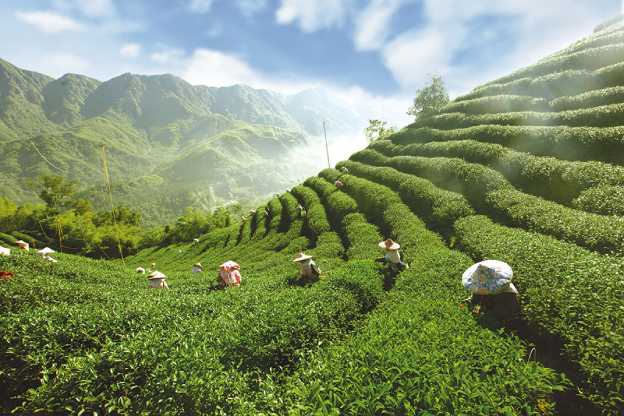 Lugu tea ritual in misty mountains