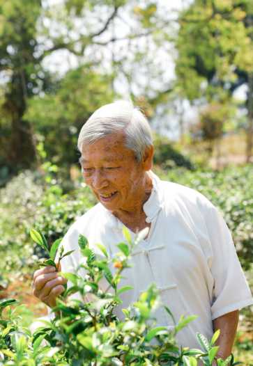 Tea master preparing tea in Lugu