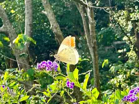 Taiwan butterfly migration in hills