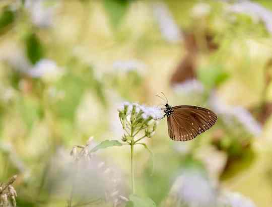 Butterflies flying over Taiwan village