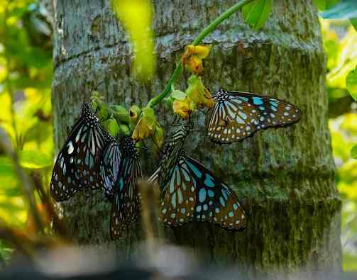 Butterflies flying over Taiwan village